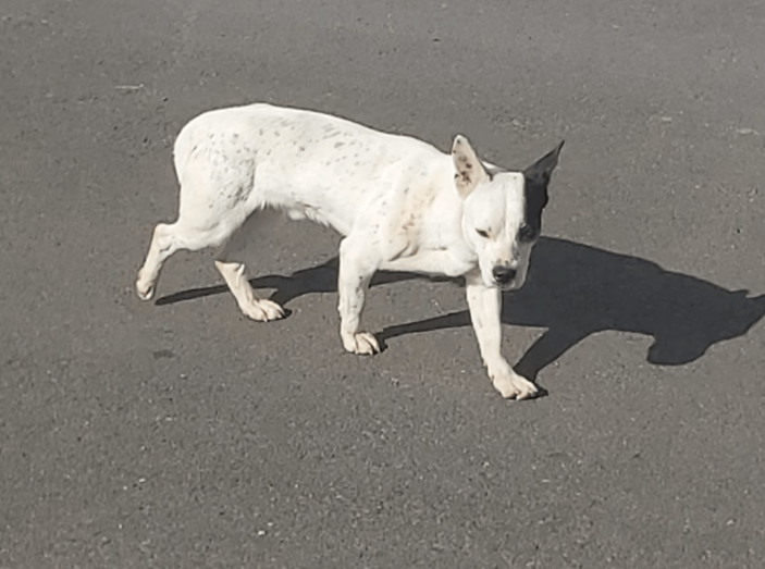 Imagen del perro en cuestión / TA